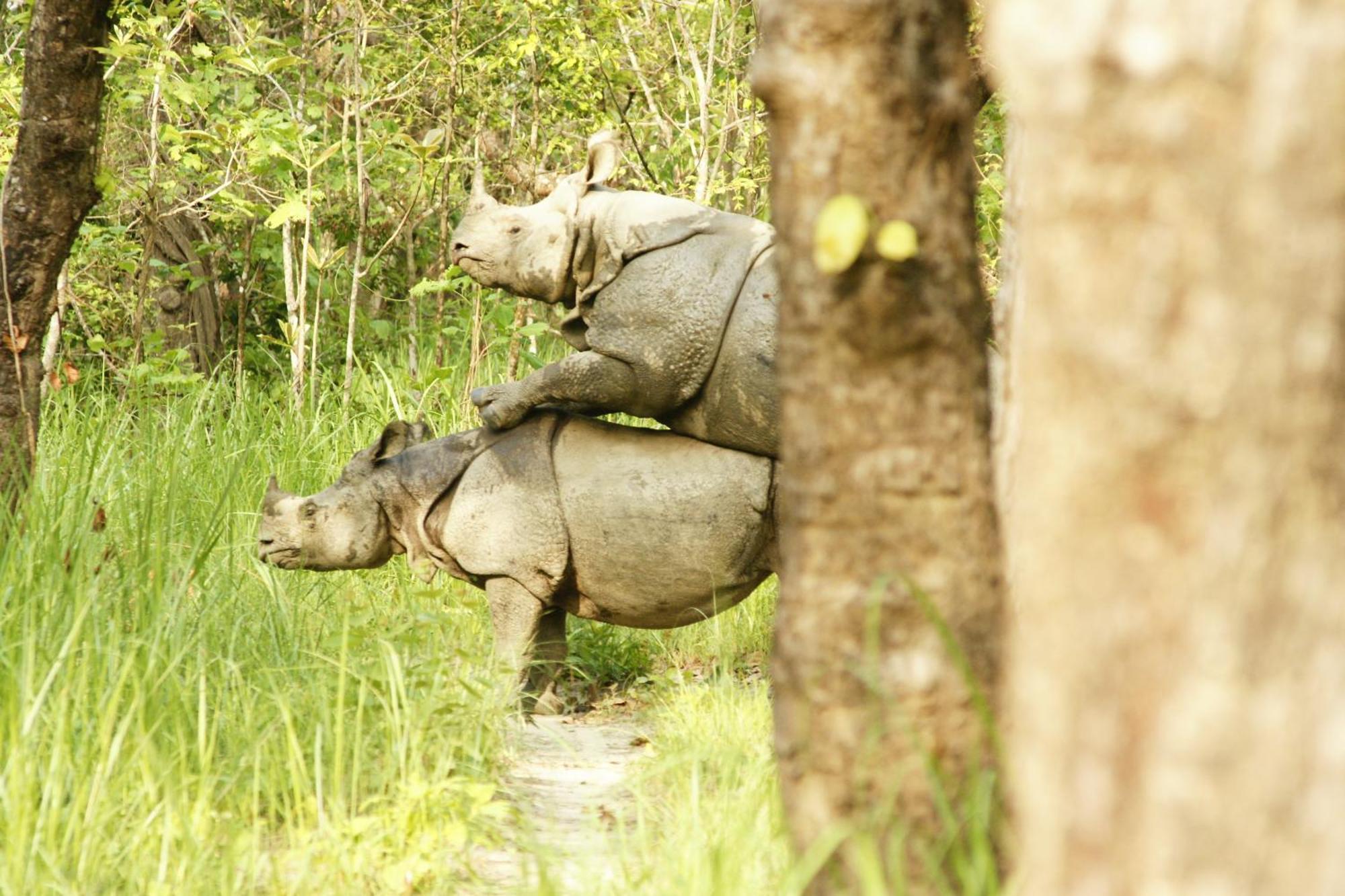 Jungle Wildlife Camp Sauraha Exterior foto