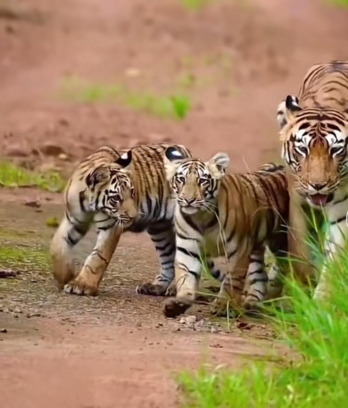 Jungle Wildlife Camp Sauraha Exterior foto