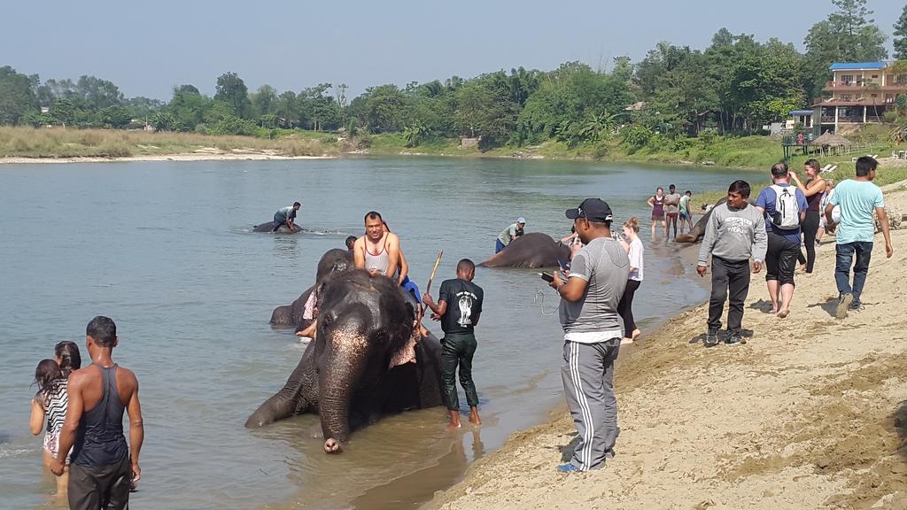 Jungle Wildlife Camp Sauraha Exterior foto