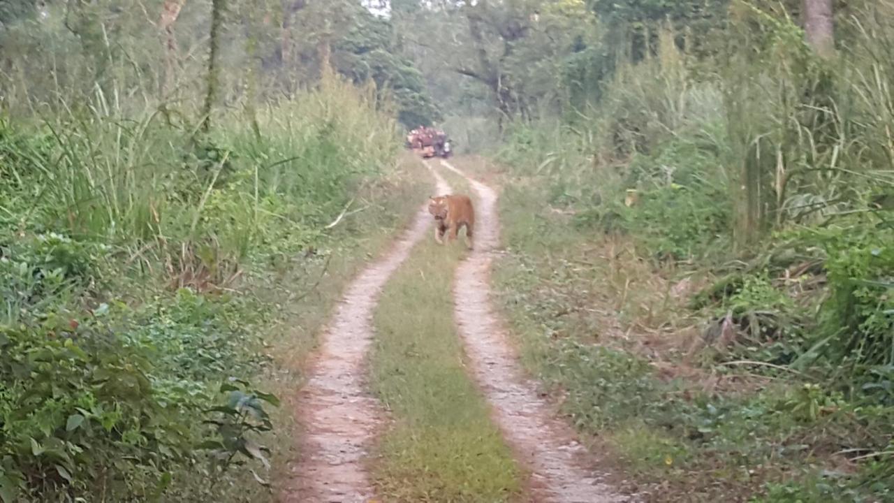 Jungle Wildlife Camp Sauraha Exterior foto